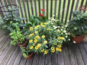 gardeningflowers1