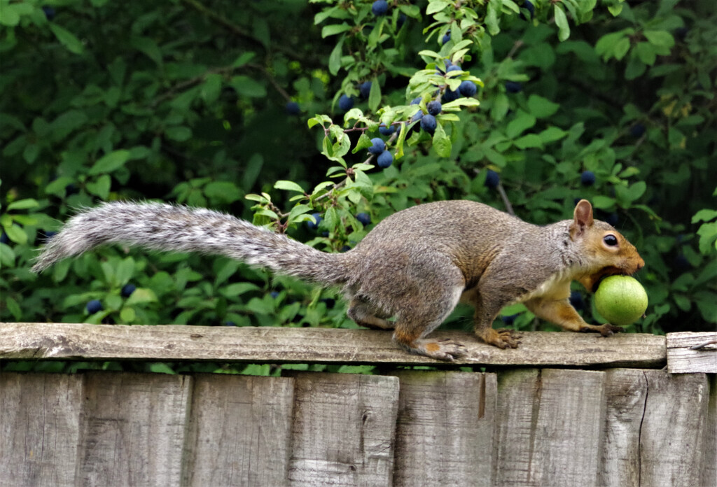 Wild Grey Squirrel On the Run with a Crab Apple in an English Garden